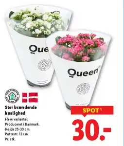 Lidl Stor brændende kærlighed tilbud