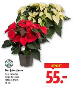 Lidl Stor julestjerne tilbud