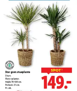 Lidl Stor grøn stueplante tilbud