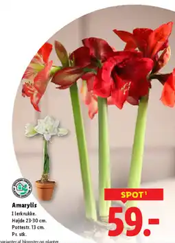 Lidl Amarylis tilbud