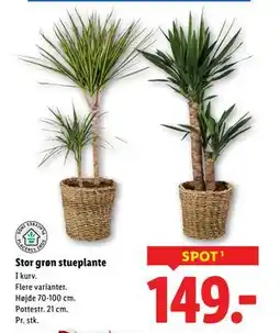 Lidl Stor grøn stueplante, DKK 149 tilbud