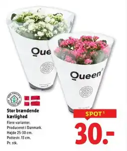 Lidl Stor brændende kærlighed, DKK 30 tilbud