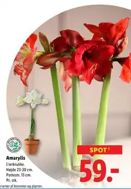 Lidl Amarylis, DKK 59 tilbud