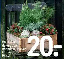 REMA 1000 Planter til dekoration i udendørs krukker Frit valg, DKK 20 tilbud