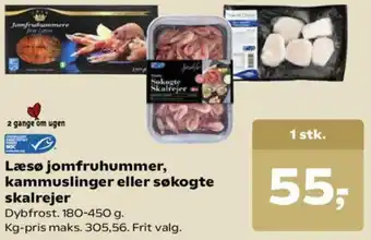 Læsø Jomfruhummer, Kammuslinger Eller Søkogte Skalrejer
