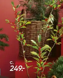 Bilka Kristtorn Ilex verticillata 23 cm potte, DKK 249 tilbud