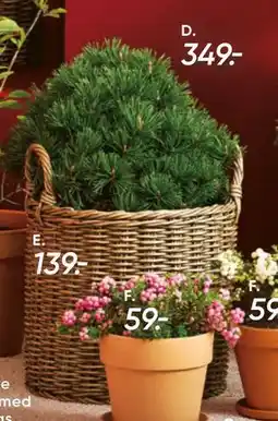 Bilka Dværg Bjergfyr Mops Pinus mugo Mops, DKK 349 tilbud