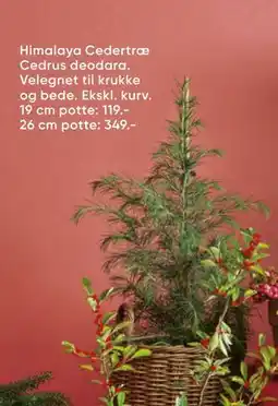 Bilka Himalaya Cedertræ Cedrus deodara tilbud