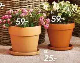 Bilka Myrtekrukke Pernettya, DKK 59 tilbud