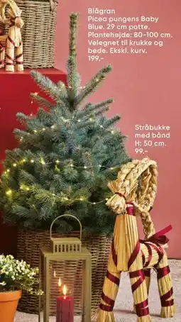 Bilka Blågran Picea pungens Baby Blue, DKK 199 tilbud