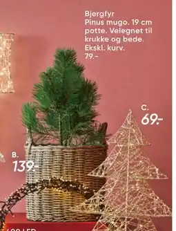 Bilka Bjergfyr Pinus mugo, DKK 79 tilbud