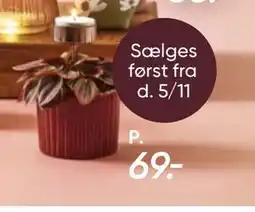 Bilka Skjuler med plante og fyrfadsstage, DKK 69 tilbud