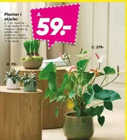 Bilka Planter i skjuler, DKK 279 tilbud