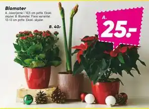 Blomster, DKK 25