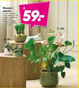 Bilka Planter i skjuler, DKK 99 tilbud