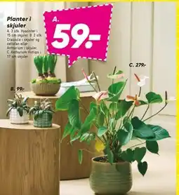 Bilka Planter i skjuler, DKK 59 tilbud