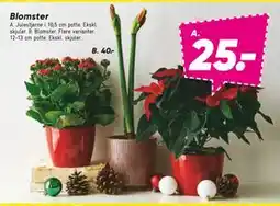 Bilka Blomster, DKK 40 tilbud