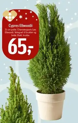 Føtex Cypres Ellwoodii, DKK 65 tilbud