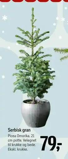 Føtex Serbisk gran, DKK 79 tilbud