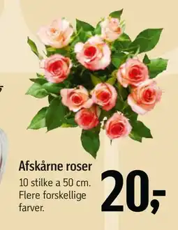 Føtex Afskårne roser, DKK 20 tilbud