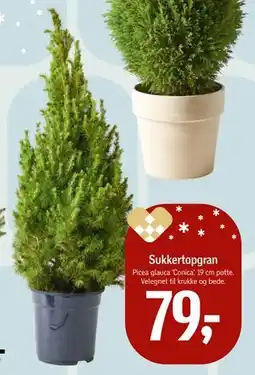 Føtex Sukkertopgran, DKK 79 tilbud