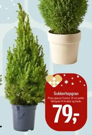 Føtex Sukkertopgran, DKK 79 tilbud