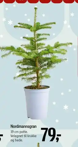 Føtex Nordmannsgran, DKK 79 tilbud