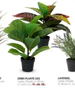 Daells Bolighus GRØN PLANTE ASS, DKK 68 tilbud