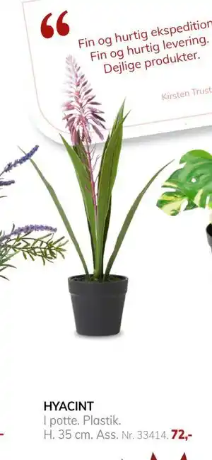 Daells Bolighus HYACINT, DKK 72 tilbud