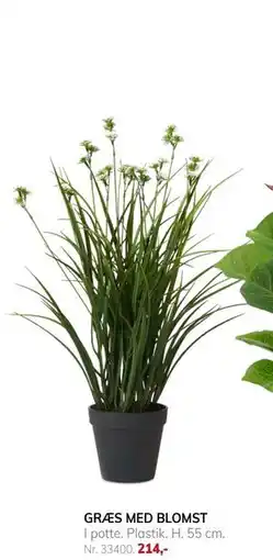 Daells Bolighus GRÆS MED BLOMST, DKK 214 tilbud