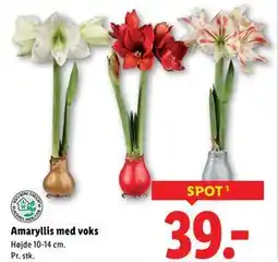 Lidl Amaryllis med voks, DKK 39 tilbud