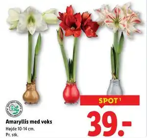 Lidl Amaryllis med voks, DKK 39 tilbud