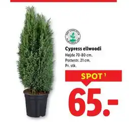 Lidl Cypress ellwoodi, DKK 65 tilbud