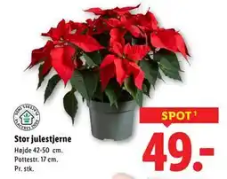 Lidl Stor julestjerne, DKK 49 tilbud