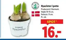 Lidl Hyacinter i potte, DKK 16 tilbud