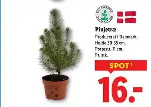Lidl Pinjetræ, DKK 16 tilbud