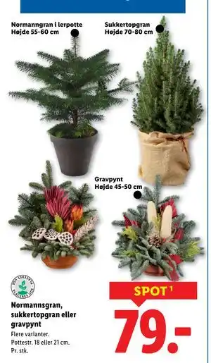 Lidl Normannsgran, sukkertopgran eller gravpynt, DKK 79 tilbud