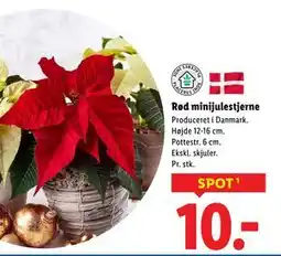 Lidl Rød minijulestjerne, DKK 10 tilbud