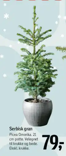 Føtex Serbisk gran tilbud