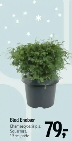 Føtex Blød Enebær tilbud