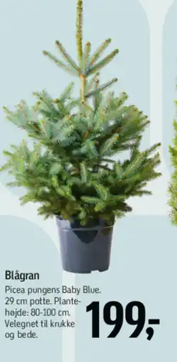 Føtex Blågran tilbud