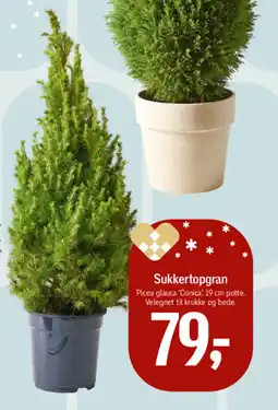 Føtex Sukkertopgran tilbud