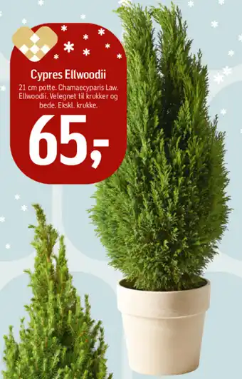 Føtex Cypres Ellwoodii tilbud