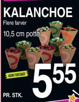ABC Lavpris Kalanchoe flere farver potte tilbud