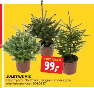 JULETRÆ MIX, DKK 99