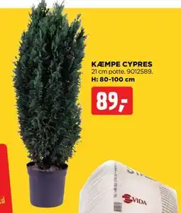 jem & fix KÆMPE CYPRES, DKK 89 tilbud