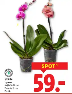 Lidl Orkidé tilbud