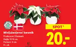 Lidl Minijulestjerne i keramik tilbud