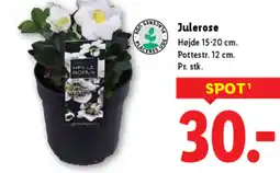 Lidl Julerose tilbud