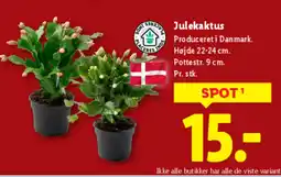 Lidl Julekaktus tilbud